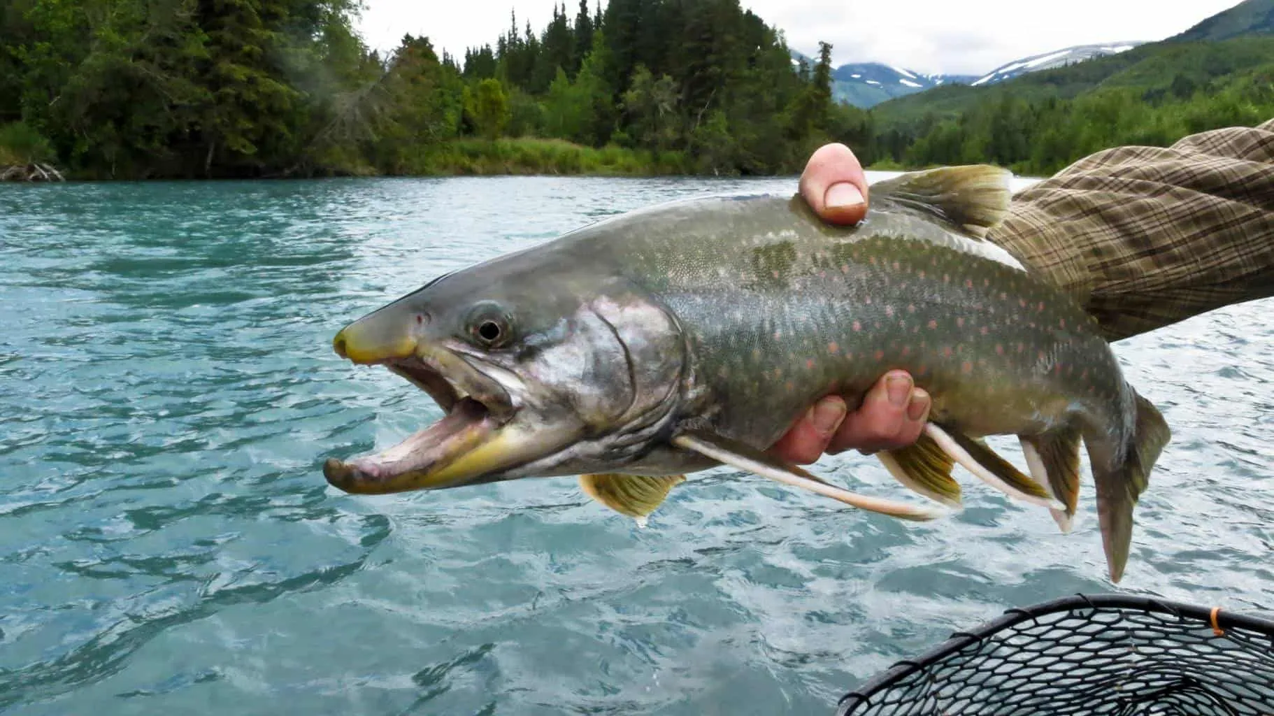 Alaska Rivers Company Kenai River Fishing Trout Alaska Rivers Company