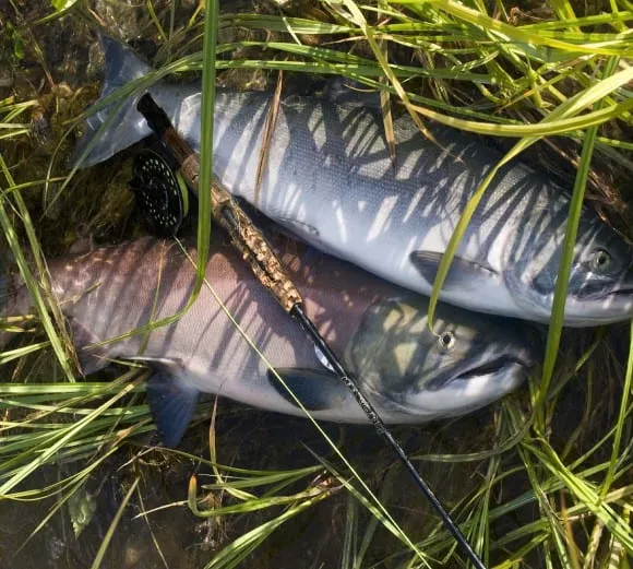 Alaska Fishing License Alaska Rivers Company