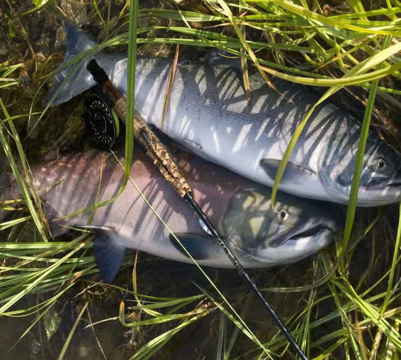 Alaska Fishing License Alaska Rivers Company